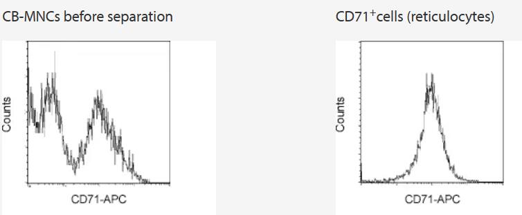 Separation of CD71+ cells from cord blood mononuclear cells (CB-MNCs) using CD71 MicroBeads and the Possel separation program on the autoMACS Separator. Cells were fluorescently stained with CD71-APC. Cell debris and dead cells were excluded from the analysis based on scatter signals and PI fluorescence.